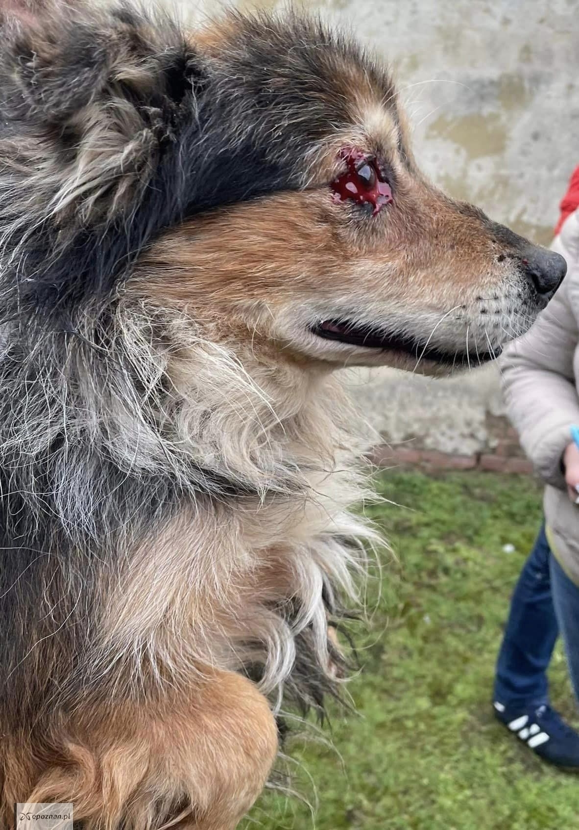 fot. Wielkopolski Inspektorat Ochrony Zwierząt FB