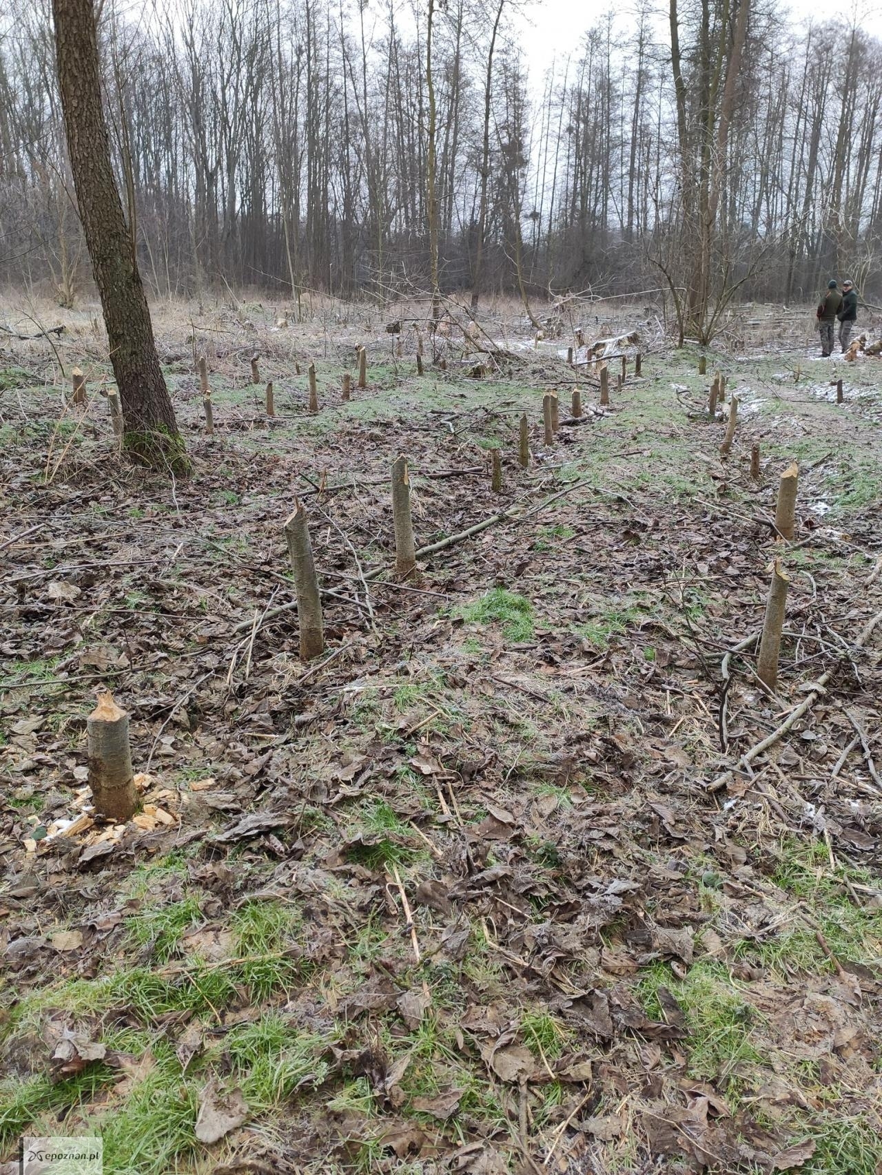 fot. Zakład Lasów Poznańskich
