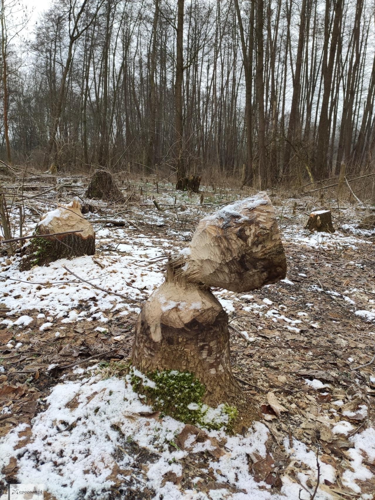 fot. Zakład Lasów Poznańskich