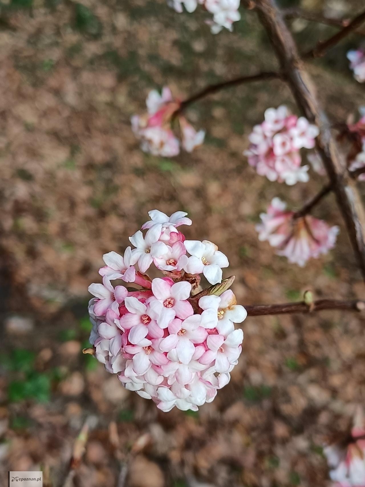 fot. Arboretum Kórnickie / FB