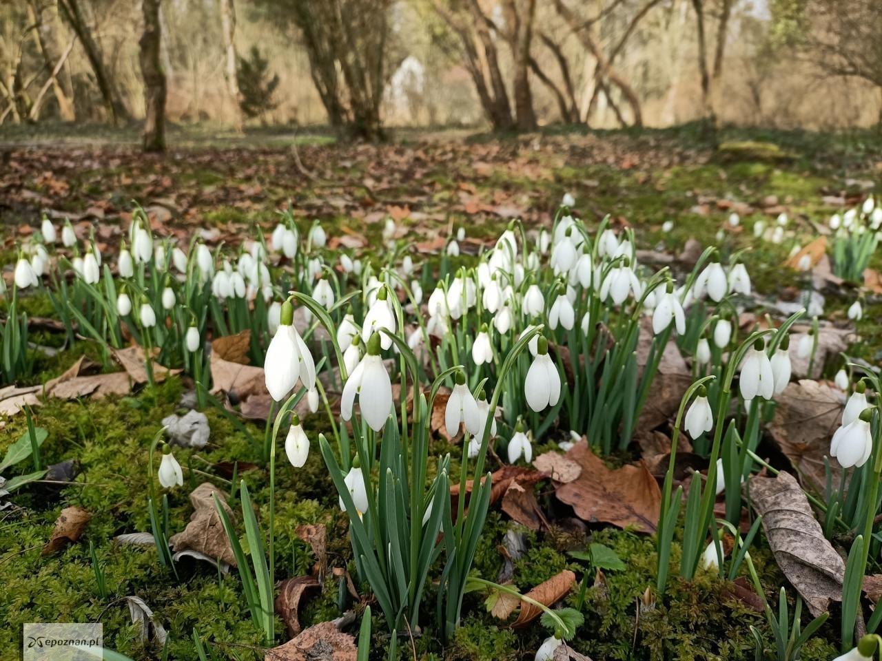 fot. Arboretum Kórnickie / FB