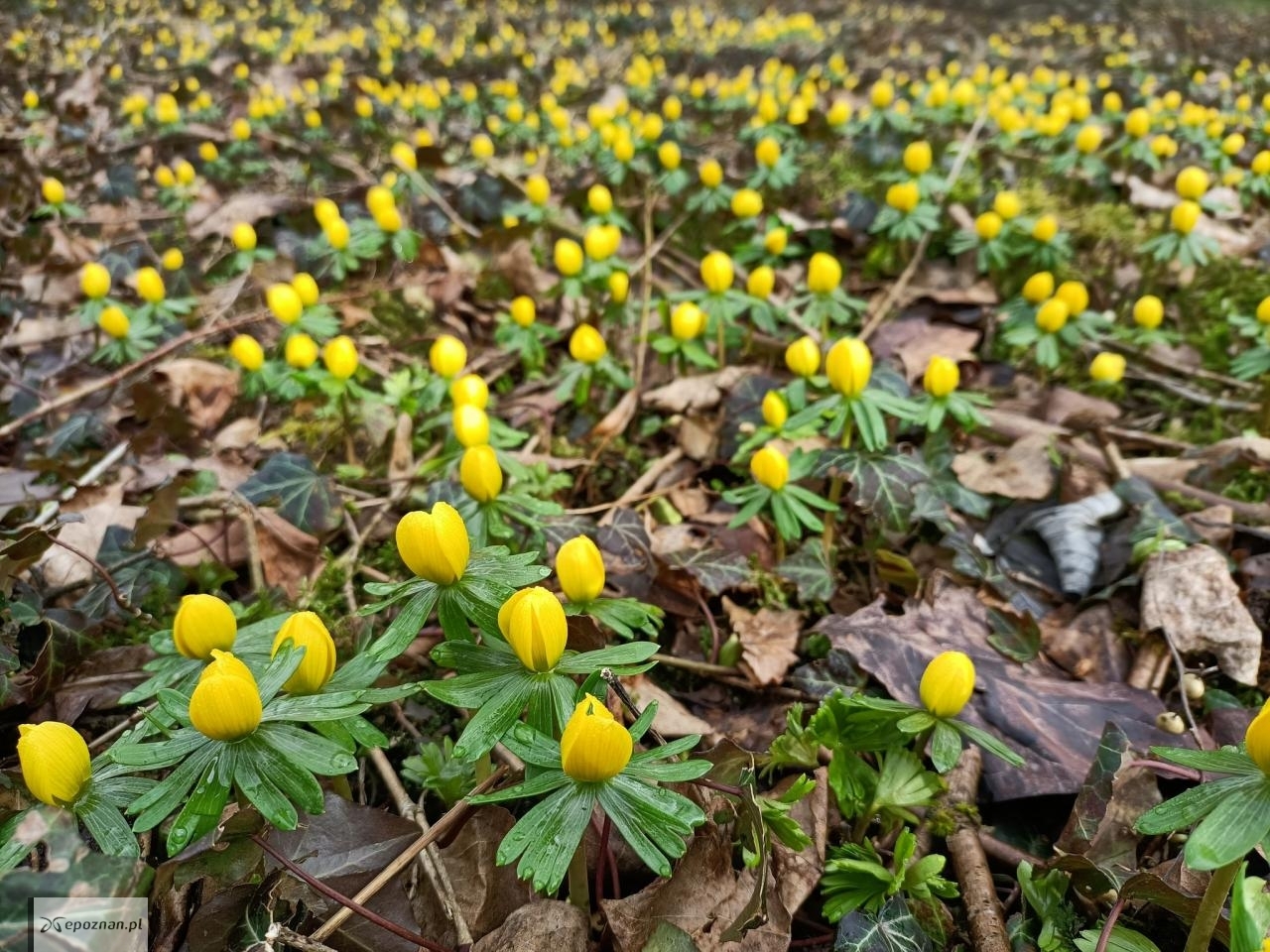 fot. Arboretum Kórnickie / FB