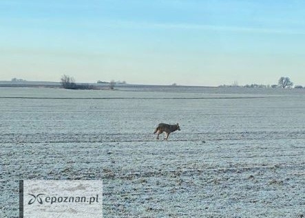 fot. ryczywol.pl