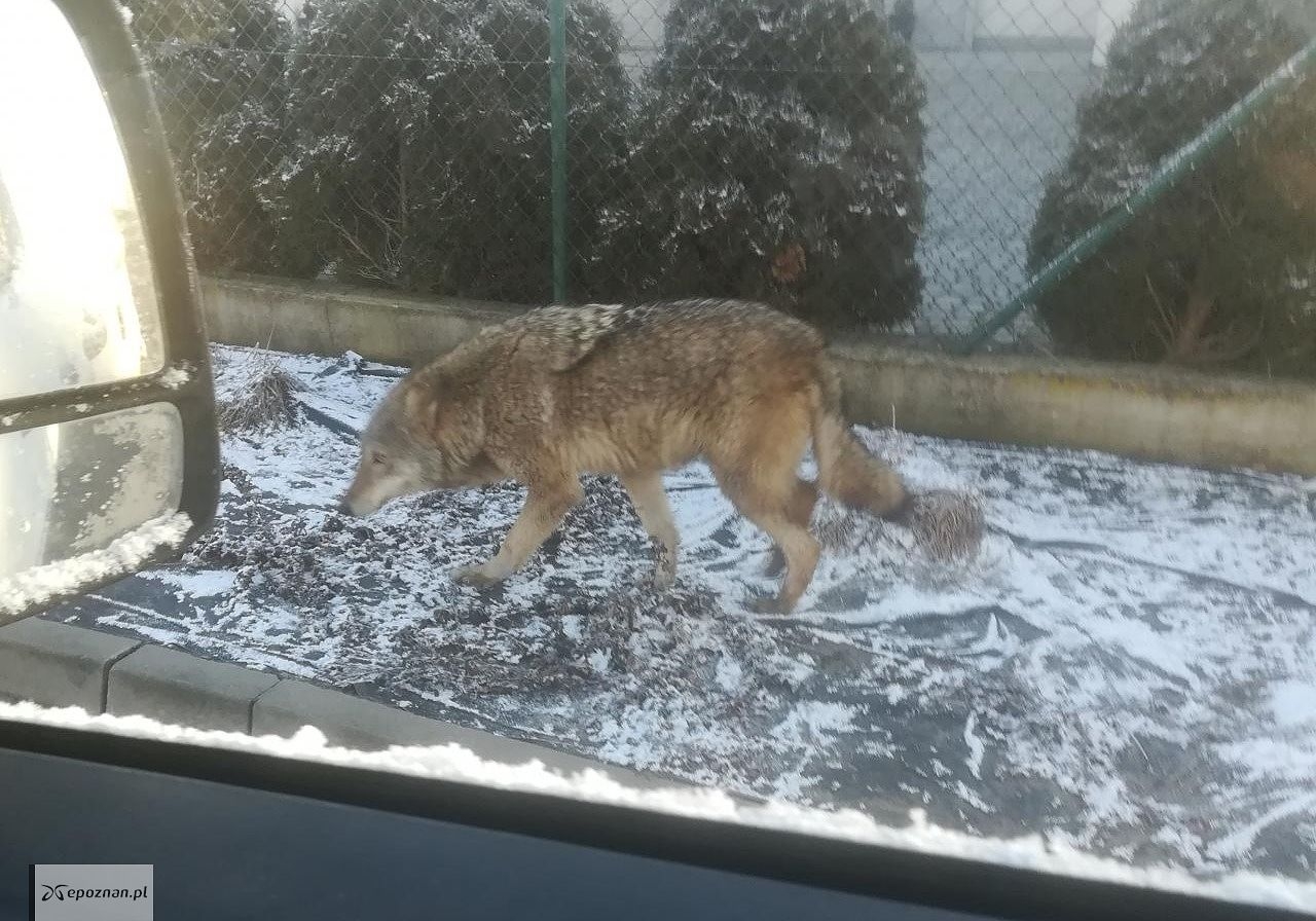 Zdjęcie ilustracyjne | fot. Snow