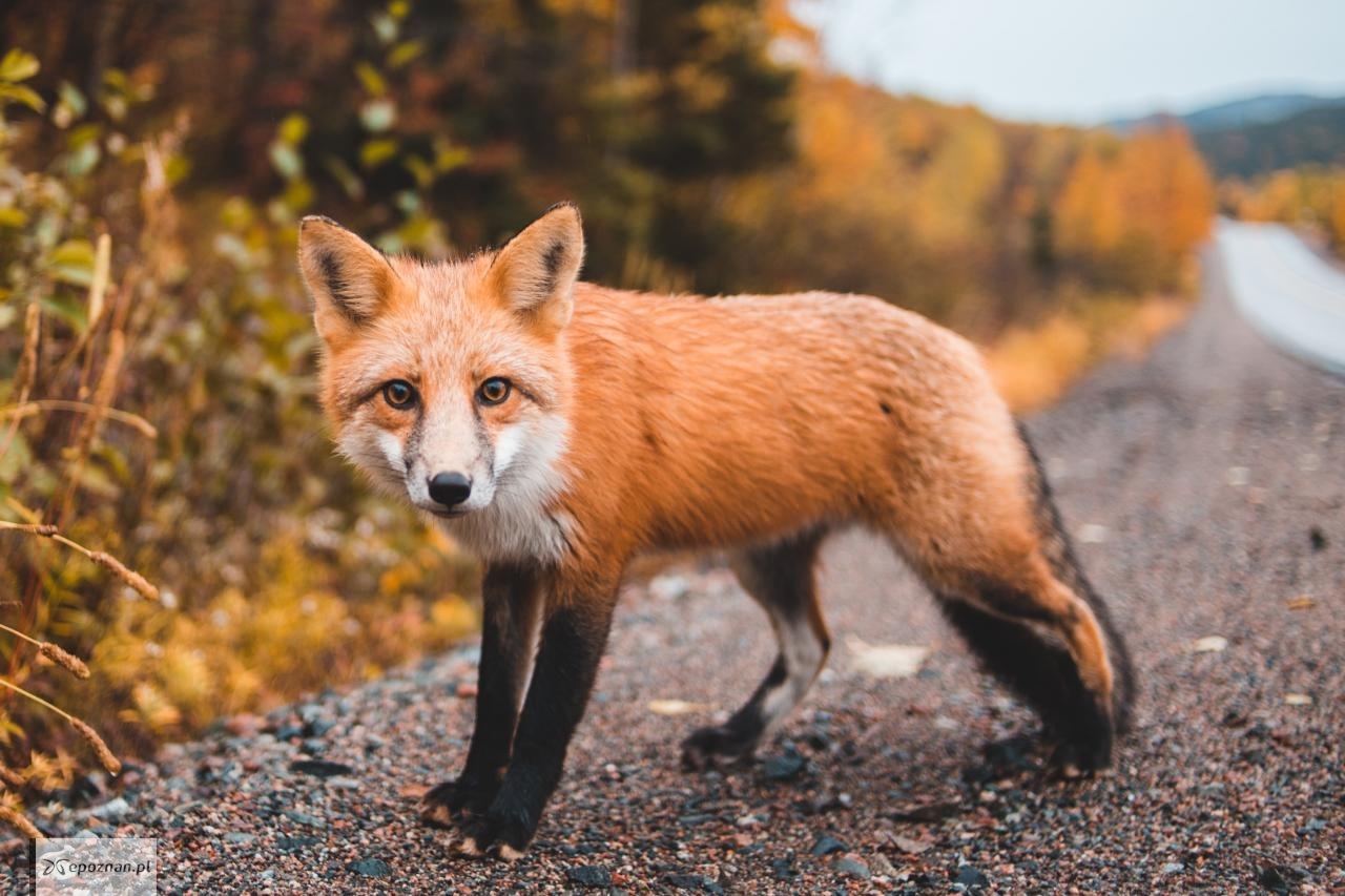 Zdjęcie ilustracyjne | fot. Erik Mclean / unsplash.com