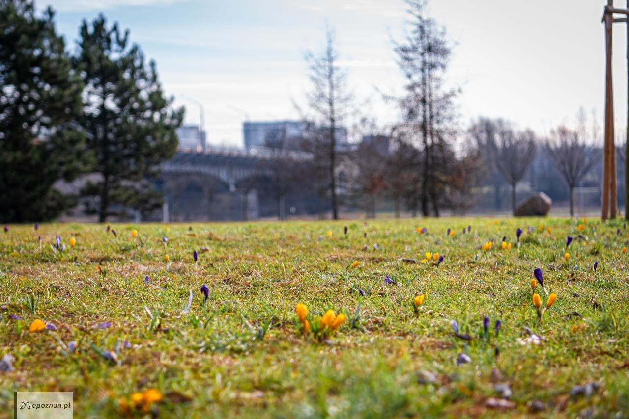 fot. UM Poznań