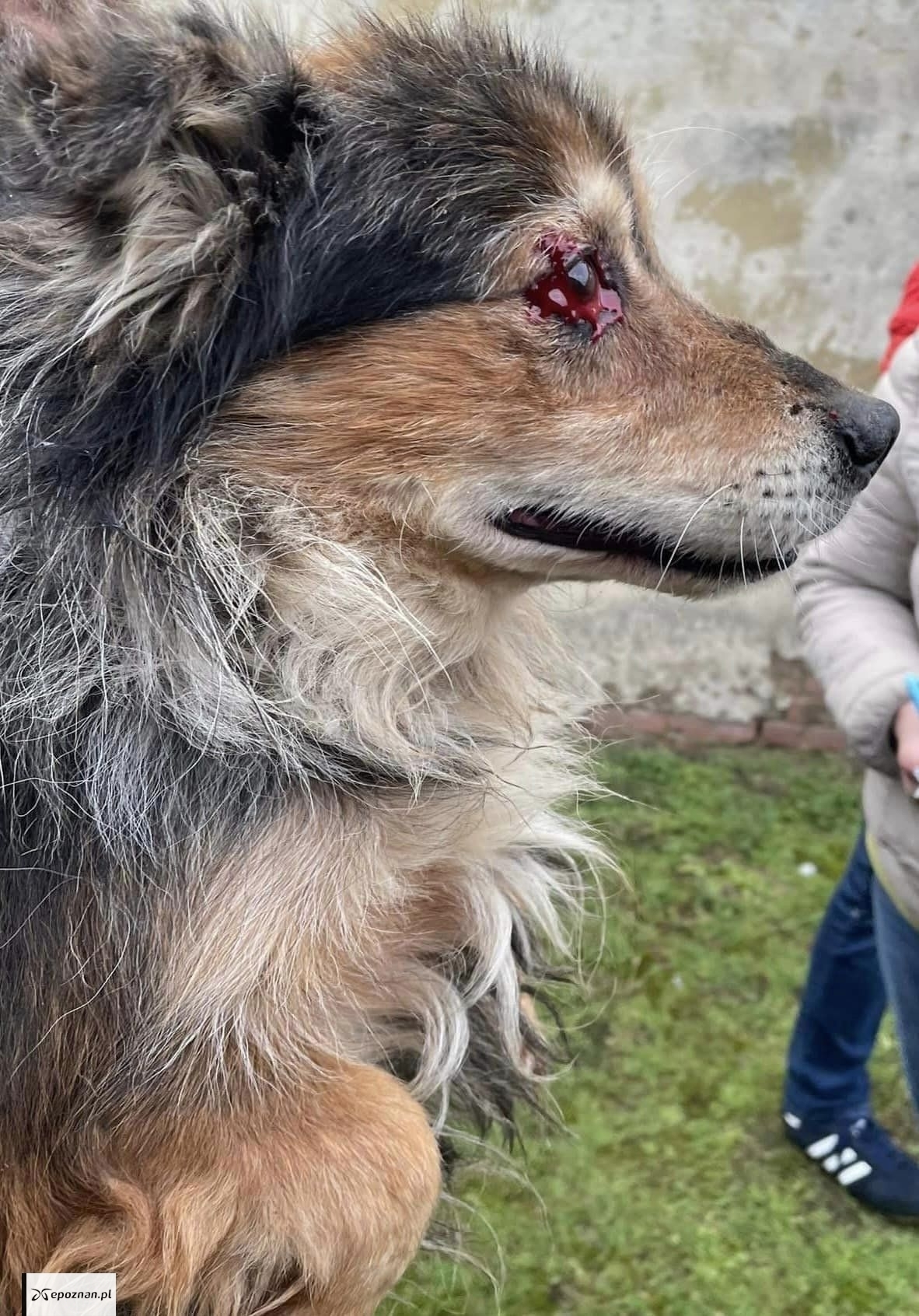 fot. Wielkopolski Inspektorat Ochrony Zwierząt FB