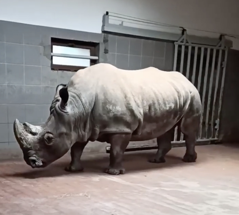 fot. ZOO Poznań Official / Facebook
