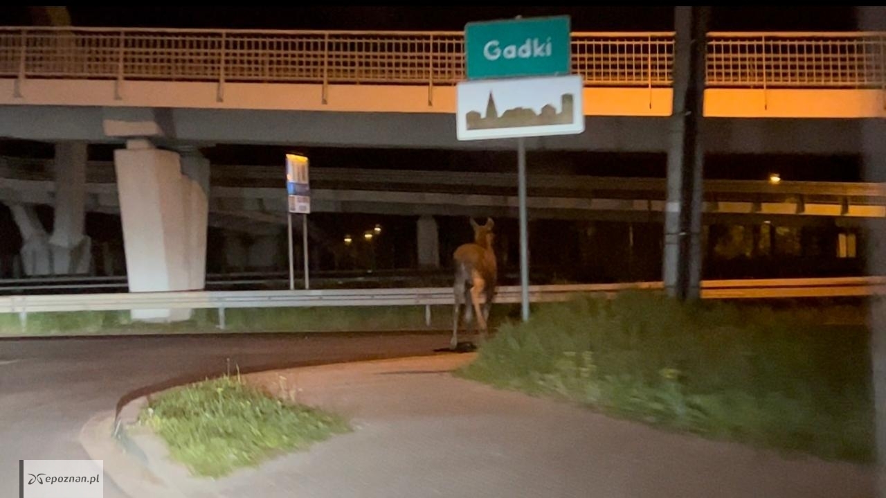 fot. Rafał